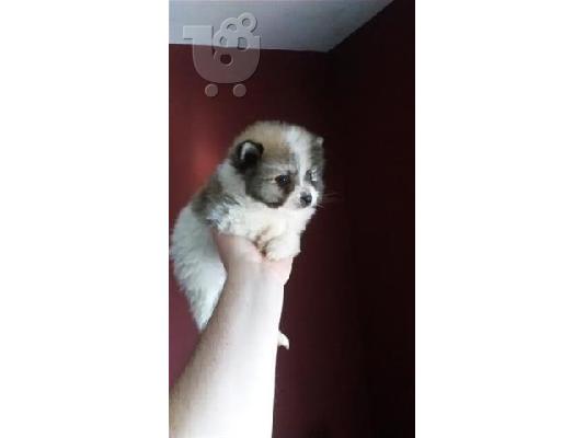 Westy καθαροαιμα ΚΡΗΤΗ dogsmania.gr 6979314054